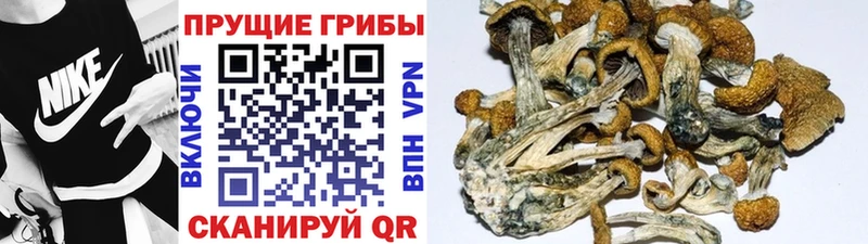 купить закладку Югорск Галлюциногенные грибы ЛСД